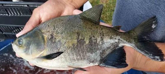 SANIDADE AQUÍCOLA ][ AQUAMAT contesta abordagem sobre Salmonella em peixes nativos